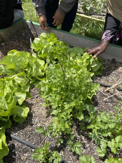 photo of garden bed full of greens with people reaching in to garden