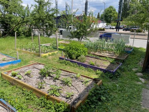 photo of raised beds full of greens