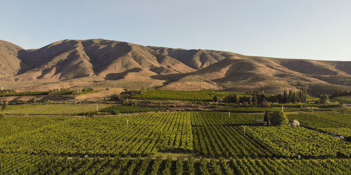 Photo of Yakima Valley farm with hills in background.