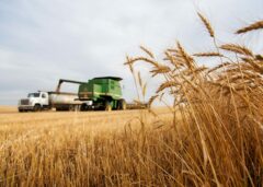 close up of wheat with harvesting in the background