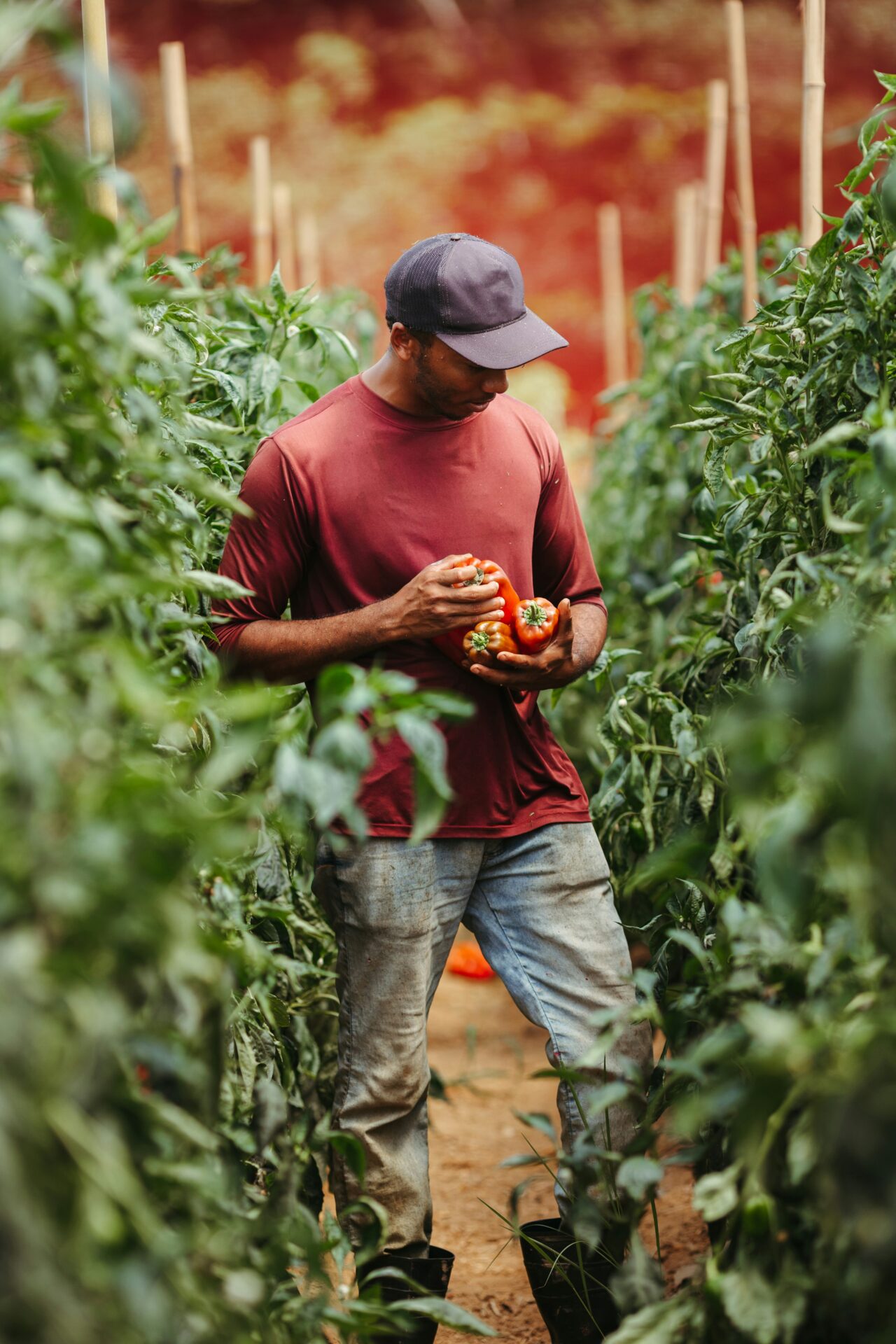 Man stands in field row and collects bell peppers