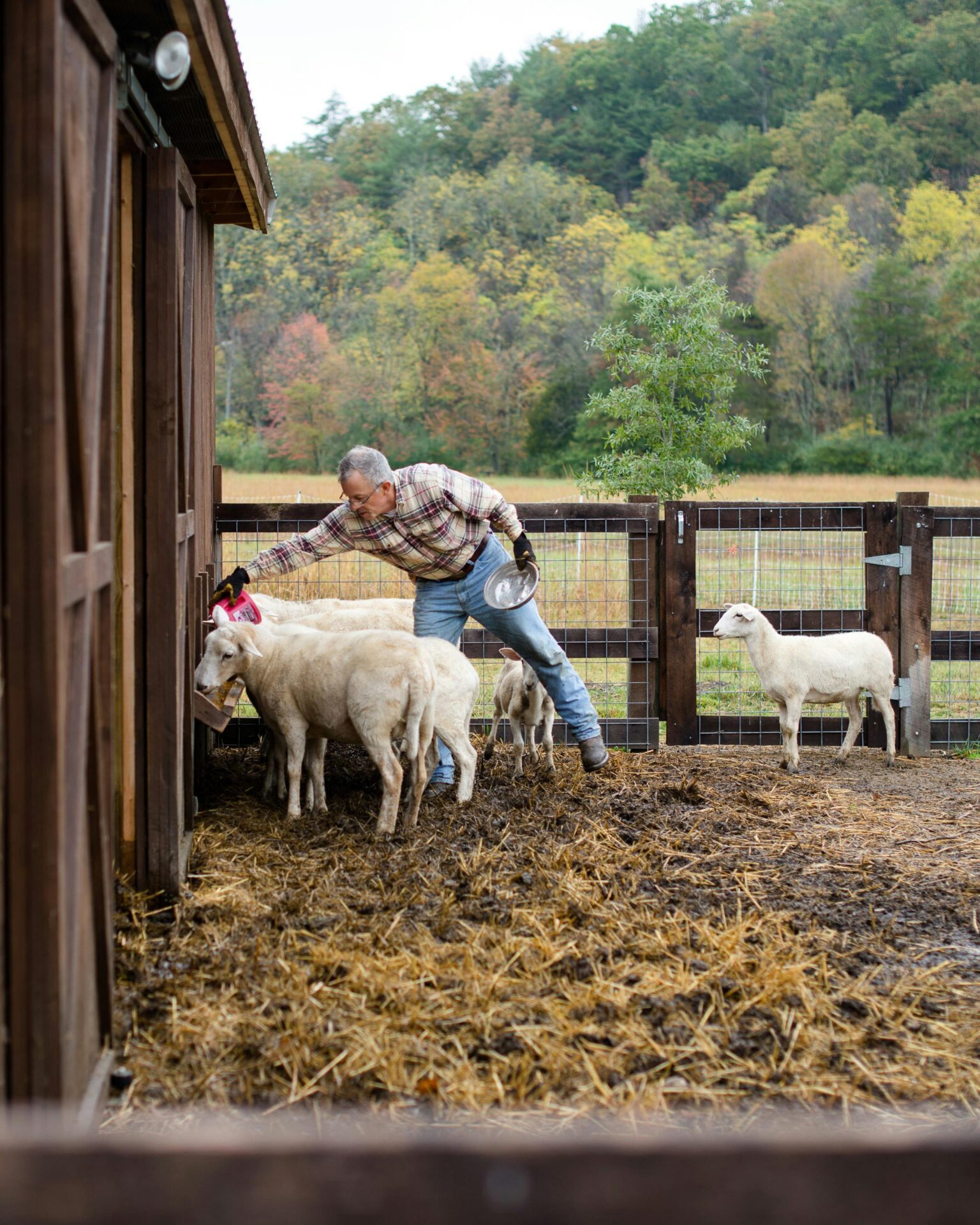 Farmer adding feed to feeding trough as sheep eat