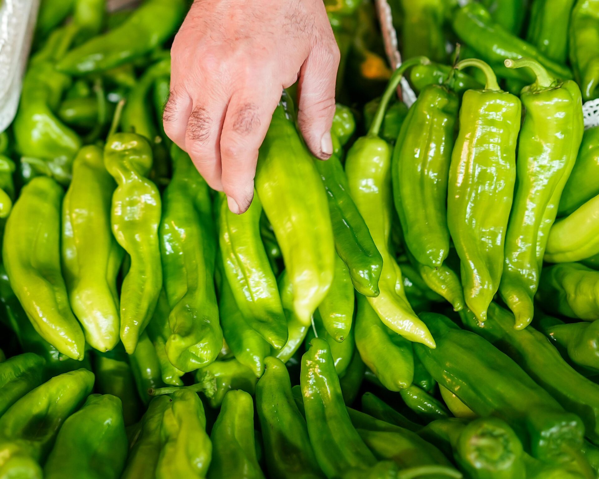 hand lifting green pepper from large pile of green peppers