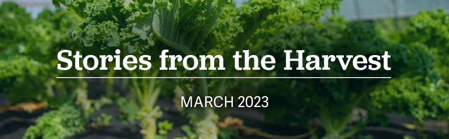 text of Stories from the Harvest March 2023 with background of leafy greens growing in greenhouse